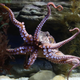 Image for article titled Man beaten up by angry octopus treats injuries with Coca-Cola